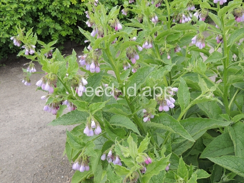 comfrey, common